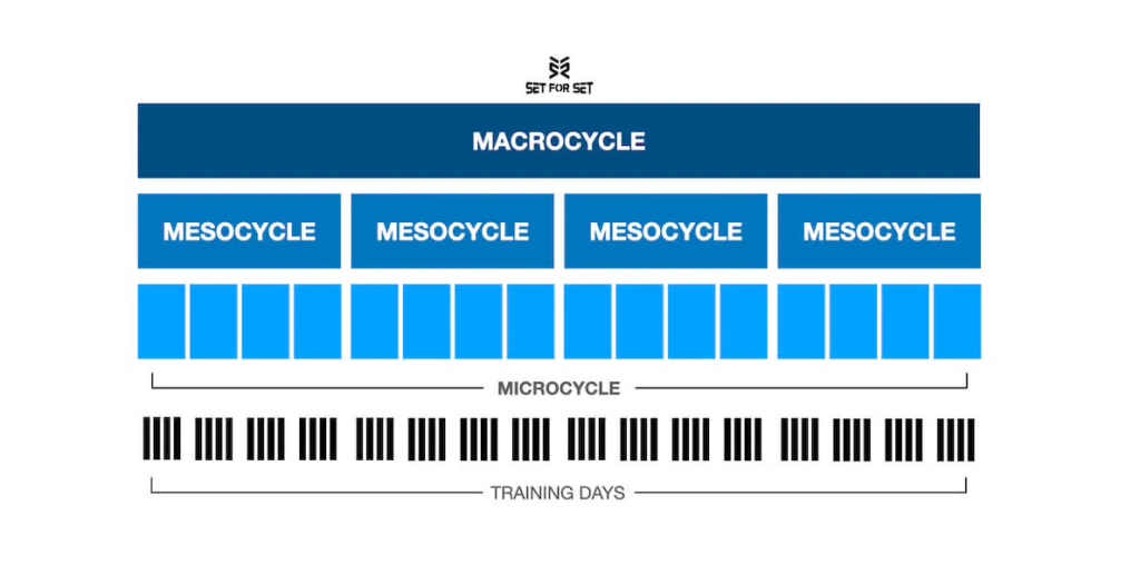 periodization training cycles - دکتر بهرامی نژاد